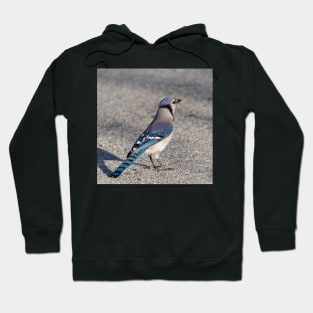 Blue Jay in Parking Lot Hoodie